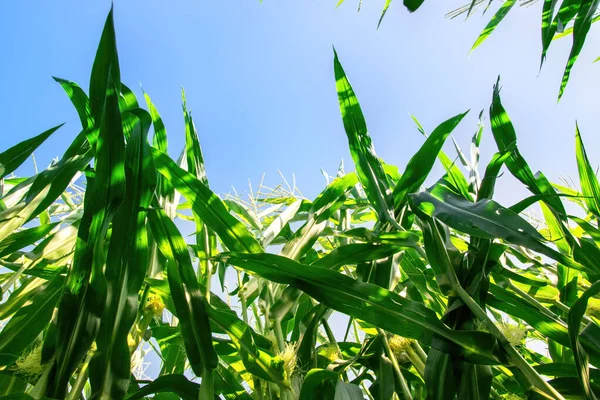 A field of corn illuminated by the sun. Green plant leaves and blue sky.
