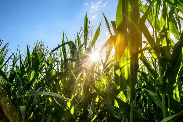 A field of corn illuminated by the sun. Green plant leaves and blue sky.