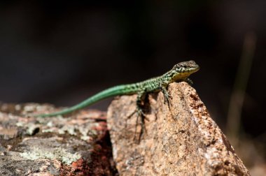 A lizard in the forest in the wild is basking in the sun on a stone.