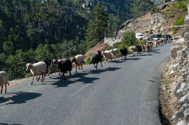 A herd of sheep and goats walks along a car road in the mountains on the island of Corsica in France.