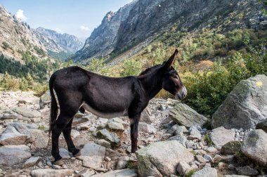 Korsika adasındaki Gorges de la Restonica 'da koyu kahverengi bir eşek.