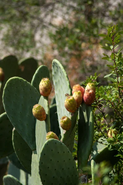 The fruit of a cactus that grows wild in nature on the island of Corsica