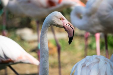 Gölün kıyısındaki bir grup flamingoda bulunan pembe bir flamingonun başı..