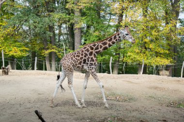 Zürafa ağaçlar boyunca yürür
