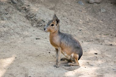 Bir kanguru kumsalda oturur ve etrafındakileri izler.