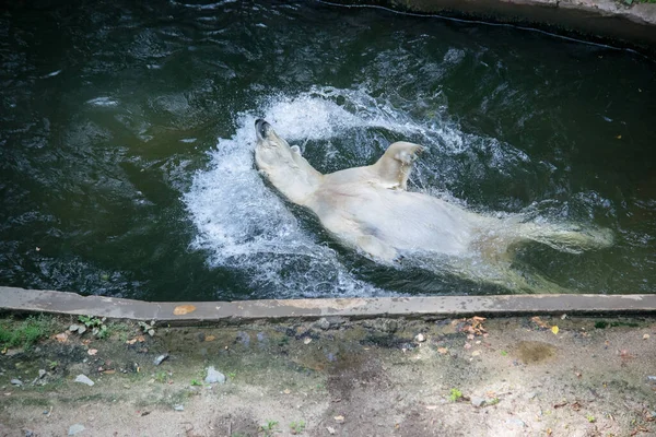 The polar bear jumped back into the water