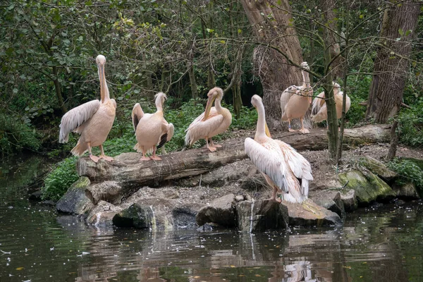 Eine Gruppe Pelikane Steht Ufer Eines Sees — Stockfoto