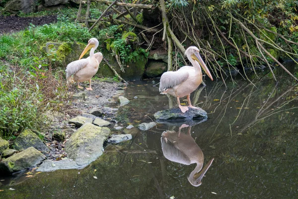 Zwei Pelikane Stehen Ufer Des Sees — Stockfoto