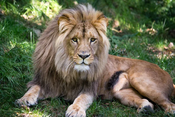 Ένα Μεγάλο Αρσενικό Λιοντάρι Βρίσκεται Στο Πράσινο Γρασίδι Επικίνδυνο Ζώο — Φωτογραφία Αρχείου