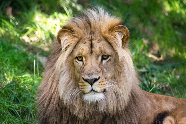 Large Adult Male Lion Lies Green Grass Dangerous Animal — Stock Photo, Image