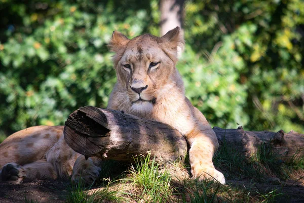 Singa Betina Duduk Hutan Atas Kayu Dan Menatap Kejauhan — Stok Foto