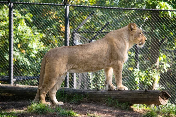 Lioness Stands Wooden Log Sunlit Ground Watches Surroundings — Stock Photo, Image