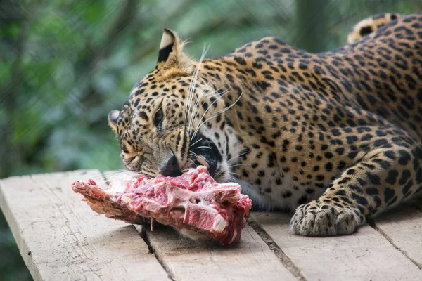 Ein Liegender Leopard Nimmt Rohes Fleisch Sich — Stockfoto