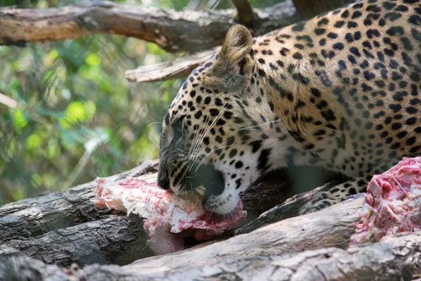 Een Liegende Luipaard Neemt Rauw Vlees Eten — Stockfoto