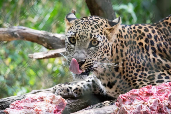 Lögnaktig Leopard Tar Rått Kött Att Äta — Stockfoto