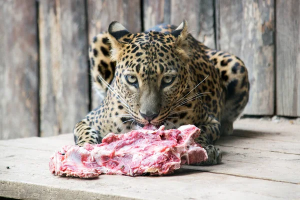 Egy Hazug Leopárd Nyers Húst Eszik — Stock Fotó