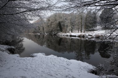 Lancashire, Ribble Vadisi 'nde kış manzarası. Nehir kıyısındaki karlı ağaçlar Ribble, clitheroe