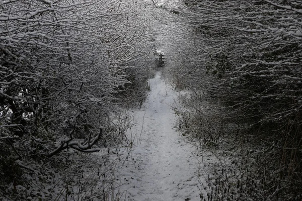 Снежный Зимний Пейзаж Тоннель Деревьев Покрытый Снегом Гребной Вал Гуляет — стоковое фото