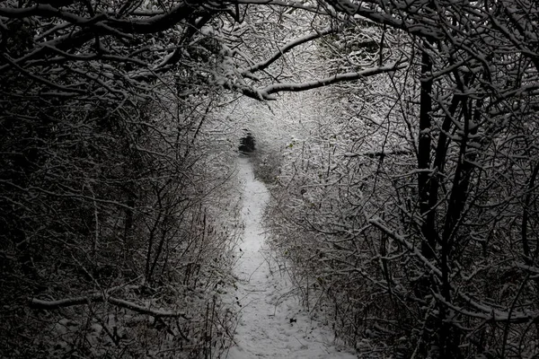 Ośnieżony Zimowy Krajobraz Tunel Drzew Pokrytych Śniegiem Ribble Valley Spacery — Zdjęcie stockowe