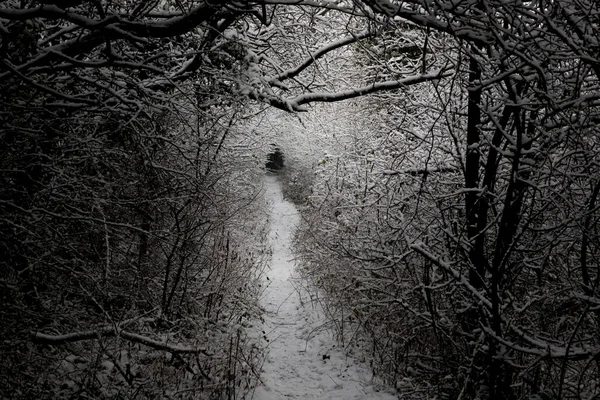 Sneeuwzeker Winterlandschap Tunnel Van Bomen Bedekt Met Sneeuw Ribble Vallei — Stockfoto