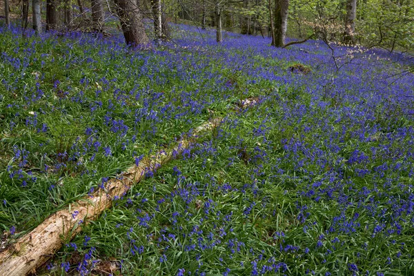 Bluebells in a UK woodland in springtime. UK wildflowers blooming in the trees. Ribble valley landscape