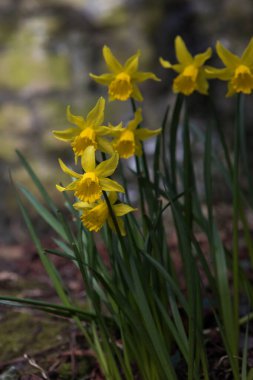 İngiltere ormanlarında yetişen bahar nergisleri. Baharda parlak sarı çiçekler