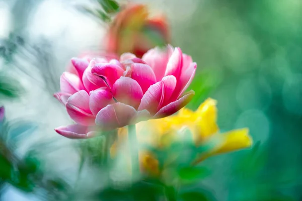Pink Tulip Flower Garden Beautiful Tulip Flower Blurred Green Background — Stock Photo, Image