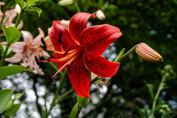Красный Цветок Лили Саду Красивая Лили Цветок Размытом Фоне Природы — стоковое фото