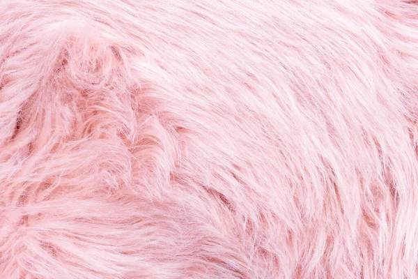 Pink fur texture top view. Pink sheepskin background. Fur pattern. Texture of pink shaggy fur. Wool texture. Sheep fur close u