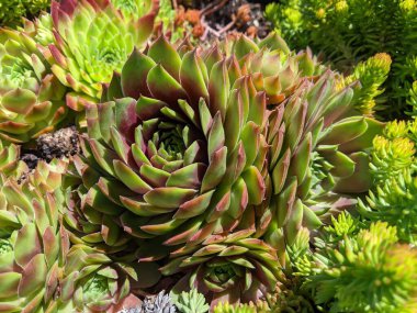 Güzel sulu bitkiler koleksiyonu 