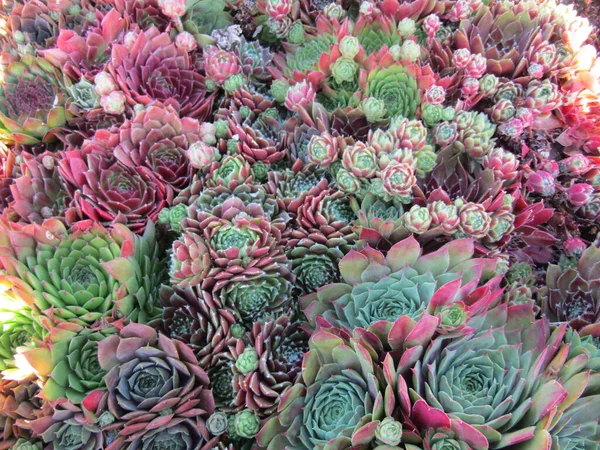 Colorful Succulent Plants Collection — Stock Photo, Image