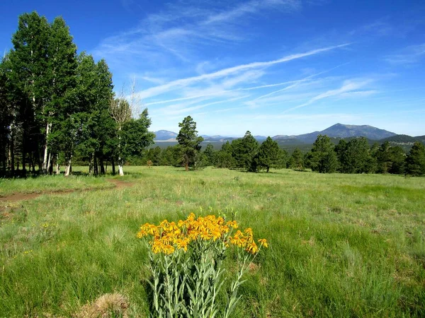 Peaceful Meadows Flagstaff Arizona — 图库照片