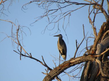 Mavi balıkçıl çıplak ağaca tünemiş. 