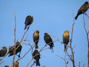 Mavi gökyüzü olan karatavuk sürüsü 
