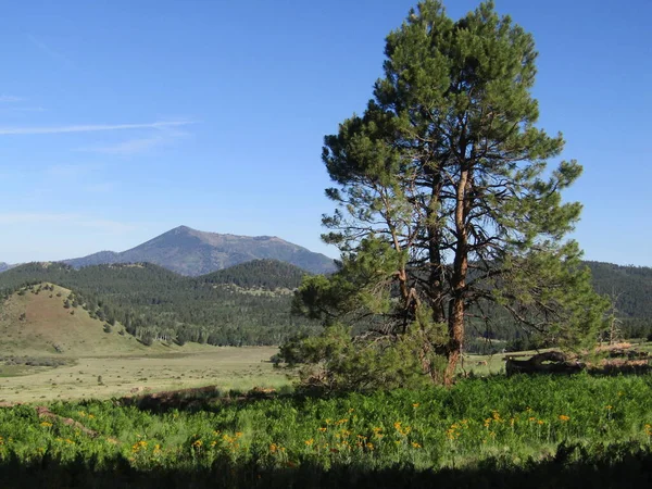 Pine Beautiful Patchwork Landscape — 图库照片