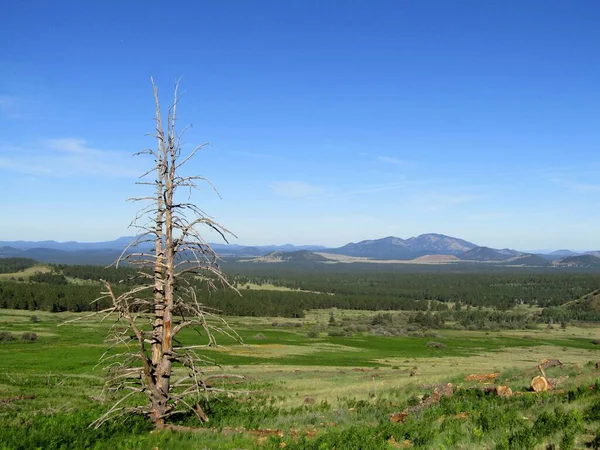 Bare Pine Patchwork Landscape — Stockfoto