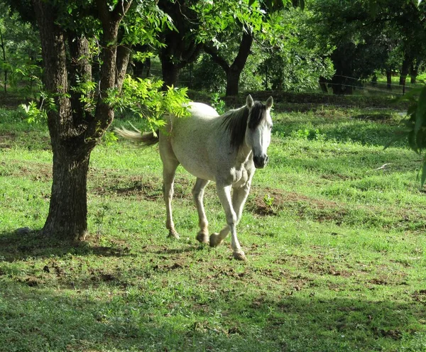 Trotting White Horse Pasture — Stock Photo, Image