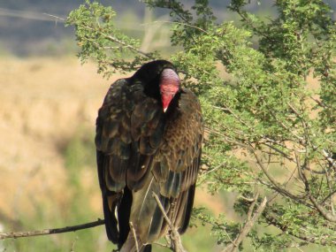 Turkey vulture preening himself 