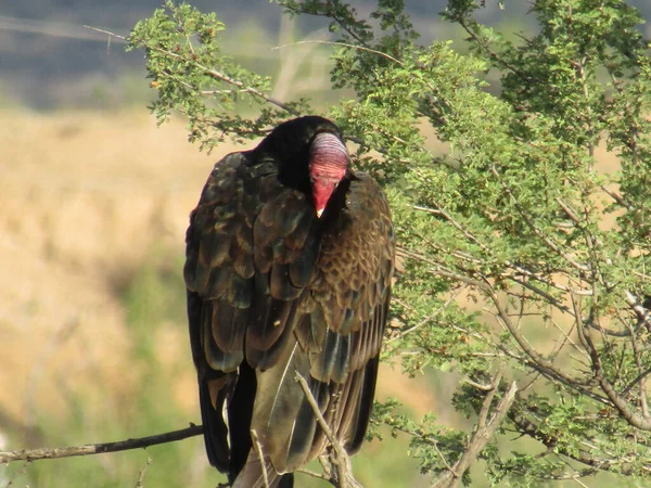 Turkey vulture preening himself 