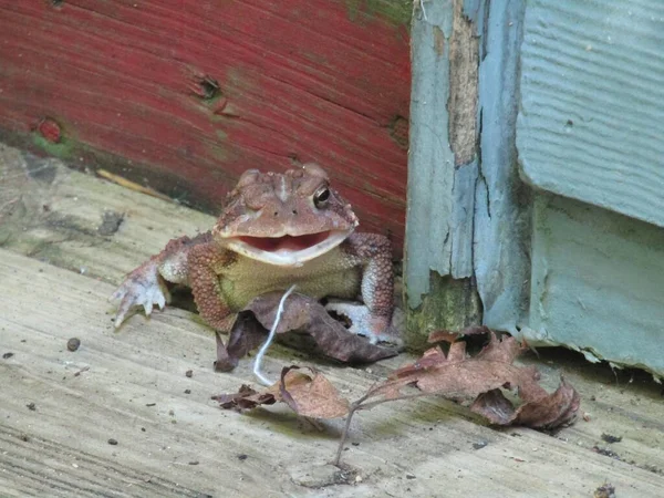 Old Warty Toad Porch — Stock Photo, Image
