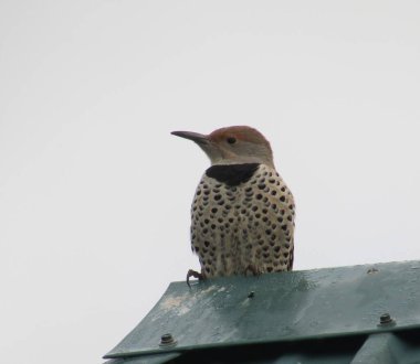 Tünemiş dişi Kuzey Titreşimli 