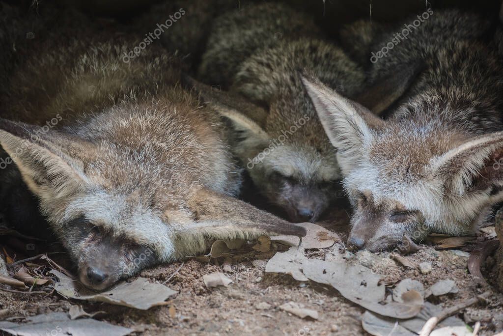 La escena de la linda familia de zorros con orejas de murciélago
