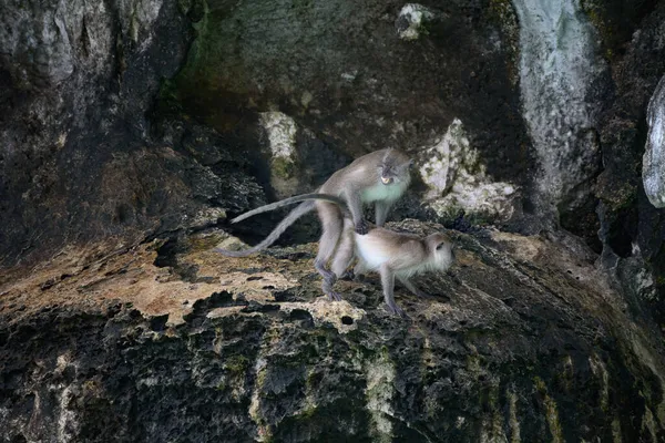 Dvě Opice Milující Hnojení Chov Makaků Přírodě — Stock fotografie
