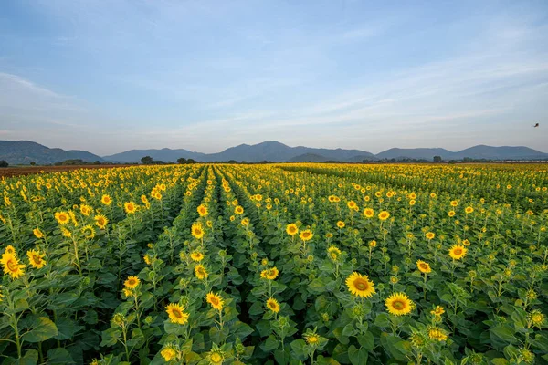 Panoramalandschaft Mit Blühenden Sonnenblumen Auf Dem Feld Vor Dem Hintergrund — Stockfoto