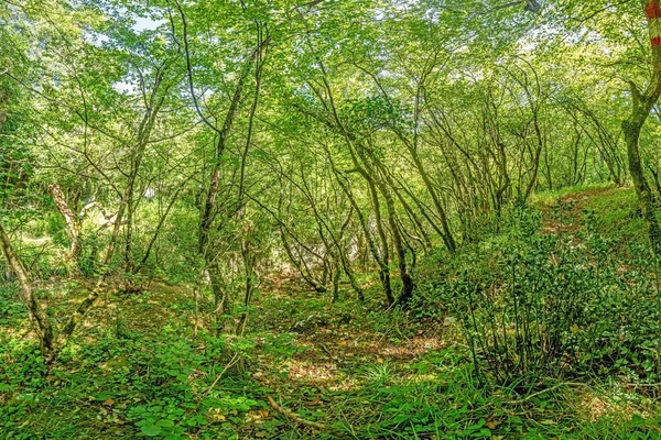 夏天在伊斯特拉斯卡林自然公园沿着干涸的河床穿越茂密的绿林的照片 — 图库照片