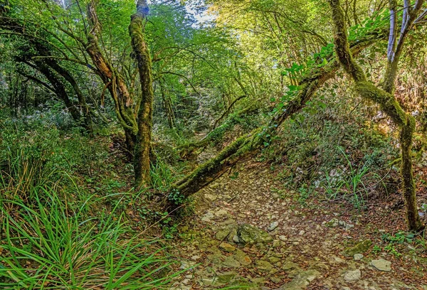 Fotos Uma Caminhada Pela Densa Floresta Verde Longo Leito Rio — Fotografia de Stock