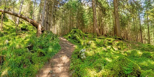 オーストリア地方の鬱蒼とした緑の森を歩くハイキングのイメージ Katschberg Summer — ストック写真