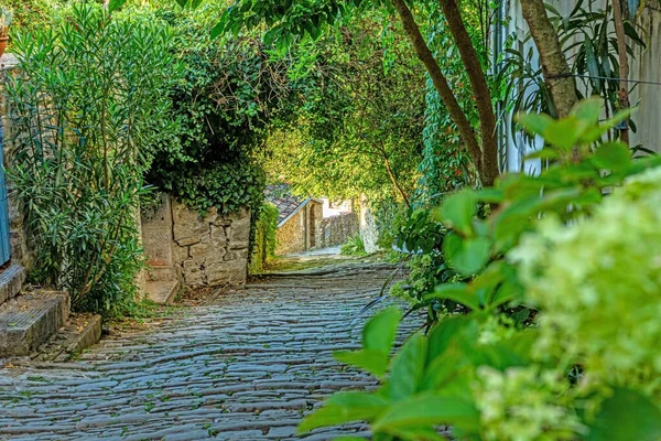 Picture Romantic Cobblestone Street Overgrown Trees Leaves Medieval Town Motovun — Stock Photo, Image