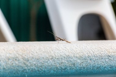 Gün ışığında havuz kenarında oturan peygamberdevesine yaklaş.