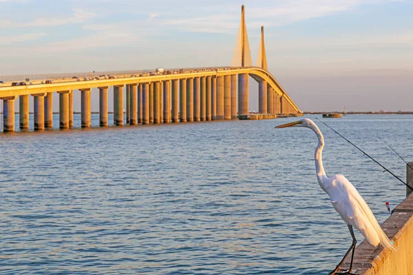 Image of crane sitting on wall in front of Tampa Bay bridge — Stockfoto